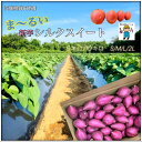 【予約品のため5キロあたり300g増量中】新芋 茨城県 旭村 鉾田市産 シルクスイート S / M / L / 2L ちょっぴり 訳あり 丸形 さつまいも しっとり甘い ほくほく