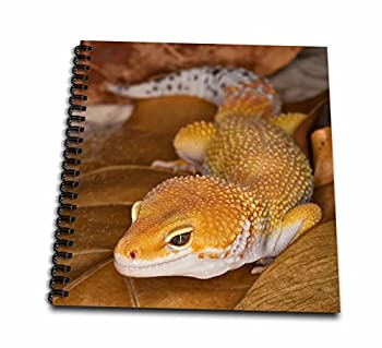 šۡ͢ʡ̤ѡ(8x8 drawing book) - Danita Delimont - Lizards - Leopard Gecko morph%% Lizard%% Pakistan-AS28 AJE0000 - Adam Jones - Drawing Book