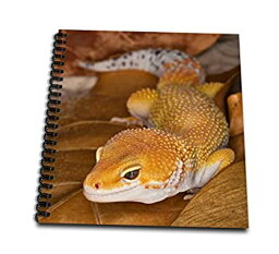【中古】【輸入品・未使用】(8x8 drawing book) - Danita Delimont - Lizards - Leopard Gecko morph%カンマ% Lizard%カンマ% Pakistan-AS28 AJE0000 - Adam Jones - Drawing Book