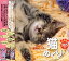 【中古】 猫めくり365日 日めくり壁紙カレンダー My Dear Cats 365 Days