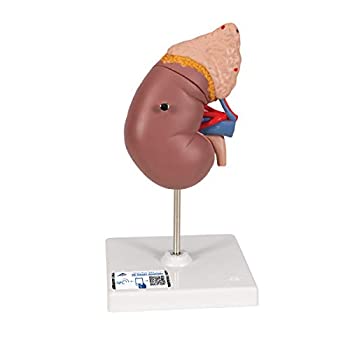 【中古】【輸入品・未使用】副腎付きの腎臓模型,腎臓は分解し内部を観察できます,腎臓,副腎付2分解モデル - 3B Scientific 【中古】【輸入品・未使用】副腎付きの腎臓模型,腎臓は分解し内部を観察できます,腎臓,副腎付2分解モデル - 3B Scientific