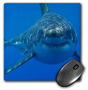 yÁzyAiEgpz3drose LLC 8?x 8?x 0.25C`}EXpbhAUnderwater greatzCgShark Smiling Shark ( MP _ 108355?_ 1?)