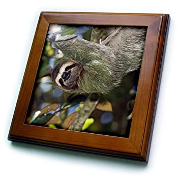 šۡ͢ʡ̤ѡFT _ 84631?Danita Delimont???Wildlife???brown-throated th...