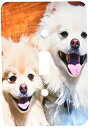 【中古】【輸入品・未使用】3drose LSP _ 192383?_ 1?USA、カリフォルニア2つPomeranians Sitting on a木製ベンチライトスイッチカバー(3)
