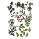 yÁzyAiEgpzSizzix 661597 Mini Holiday Greens Thinlits Dies By Tim Holtz%J}% 11 per Pack