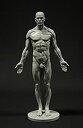 【中古】Male Anatomy Figure: 11-inch Anatomical Reference for Artists (Grey) 男性解剖図