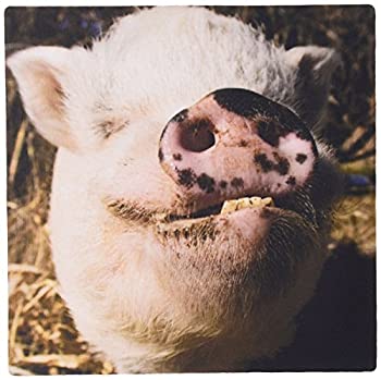 【中古】【輸入品・未使用】3dRose LLC 8 x 8 x 0.25 Inches Mouse Pad%カンマ% Pet Pot Bellied Pig Farm Animal%カンマ% Julien McRoberts (mp_92681_1) [並行輸入品]