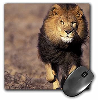 【中古】【輸入品・未使用】3dRose LLC 8 x 8 x 0.25 Africa Male African Lion Stuart Westmorland Mouse Pad (mp_84673_1) [並行輸入品]