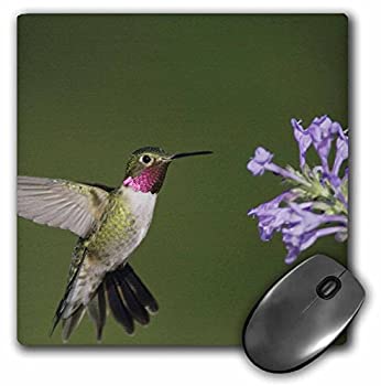 3dRose LLC 8 x 8 x 0.25 Broad-Tailed Hummingbird Rocky Mountain NP Rolf Nussbaumer Mouse Pad (mp_84454_1) 