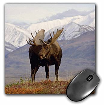 šۡ͢ʡ̤ѡ3dRose LLC 8 x 8 x 0.25 Inches Mouse Pad%% Moose Bull ...