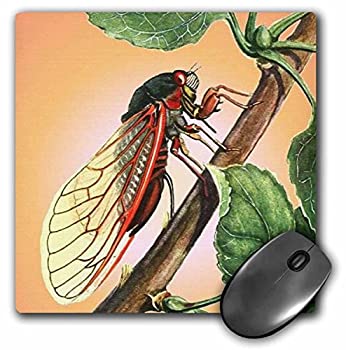 šۡ͢ʡ̤ѡ3dRose LLC 8 x 8 x 0.25 Inches Mouse Pad%% Cicada Cicada%% Cicadas%% Magicicada Septendecim%% Insect%% Insects%% Bugs