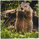 yÁzyAiEgpz3drose USA%J}% Minnesota%J}% Sandstone Groundhog Feeding On A Flower - Mouse Pad [sAi]