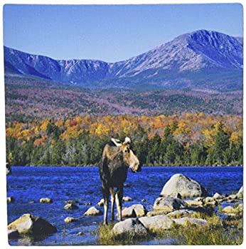 šۡ͢ʡ̤ѡ3dRose LLC 8 x 8 x 0.25 Inches Cow Moose Wildlife Mt. Kat...