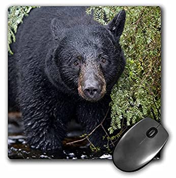 【中古】【輸入品・未使用】3dRose LLC 8 x 8 x 0.25 Inches Mouse Pad%カンマ% Alaska Kake Black Bear Chum Salmon Fish Paul Souders mp_87648_1 [並行輸入品]