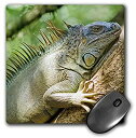 【中古】【輸入品・未使用】3dRose LLC 8 x 8 x 0.25 Inches Mouse Pad%カンマ% Costa Rica Green Iguana Lizard Mark Williford (mp_87257_1) [並行輸入品]