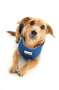 【中古】【輸入品・未使用】Doodlebone Soft Padded Dog Harness%カンマ% Medium%カンマ% Royal Blue by D...