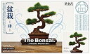 【未使用】【中古】プラッツ 1/12 ザ・盆栽 肆 プラモデル BON-04(3)