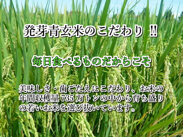 発芽青玄米1kg(500g×2袋)国内産100%
