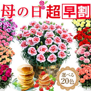 母の日 プレゼント 早割 母の日ギフト 2024 花 カーネーション 花鉢植え 花とお菓子 5号 鉢...