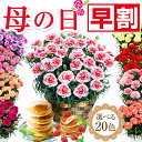 【今の値段23日まで】 母の日 プレゼント 早割 母の日ギフト ははの日2024 花 カーネーション 花鉢植え 花とお菓子 5号 鉢植え 生花 おしゃれ かわいい スイーツセット 送料無料 スイーツ お菓子 早割りギフトセット 人気パンケーキ2個付き 間に合う 伊豆村の駅