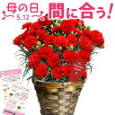 鉢 直前SALE★まだ間に合う 母の日 プレゼント 母の日ギフト 花 カーネーション鉢花 2024 5号 鉢植え 生花 おしゃれ かわいい 送料無料 伊豆村の駅