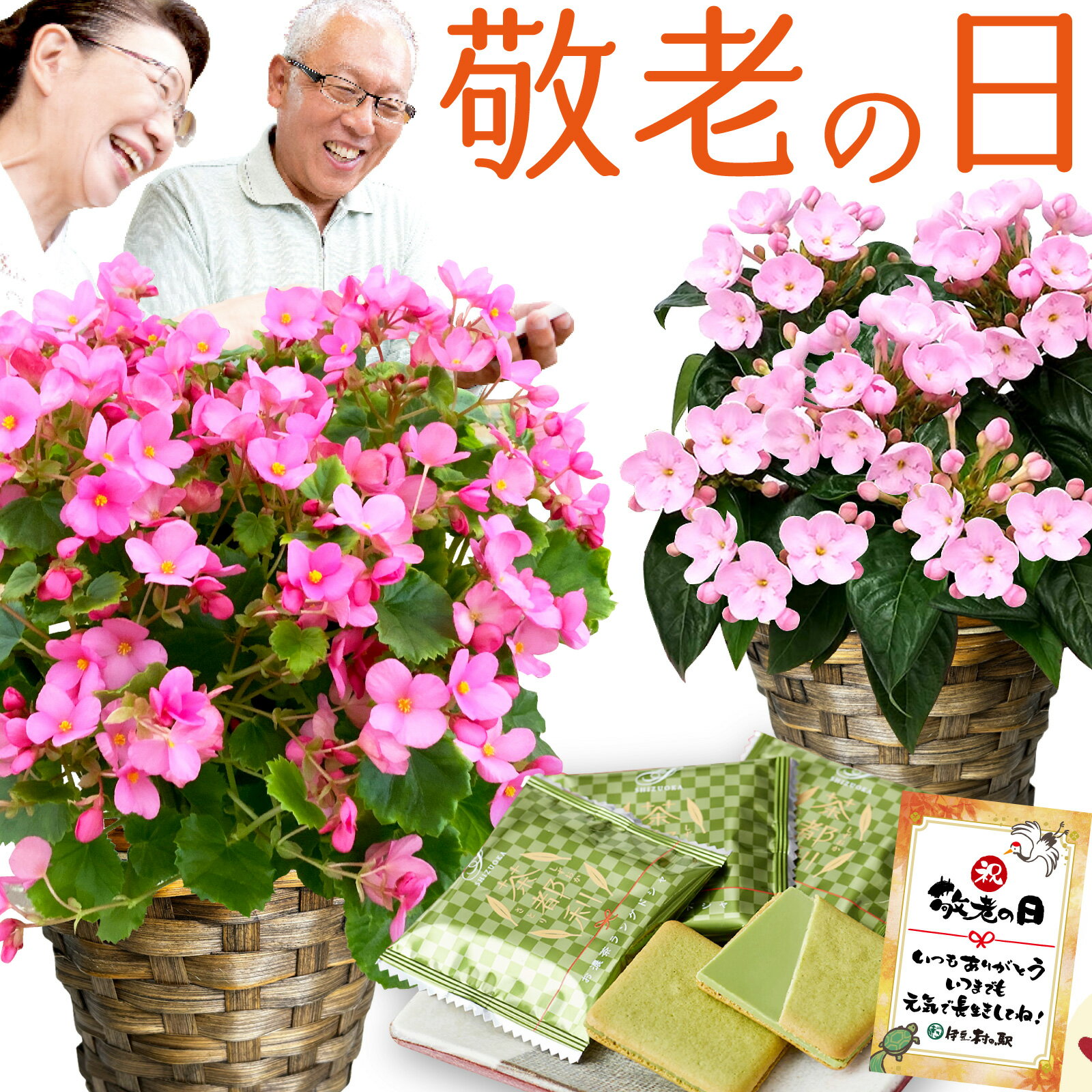 敬老の日プレゼント 敬老の日ギフト 2023 花 鉢植え 生花 花鉢 5号鉢 ...