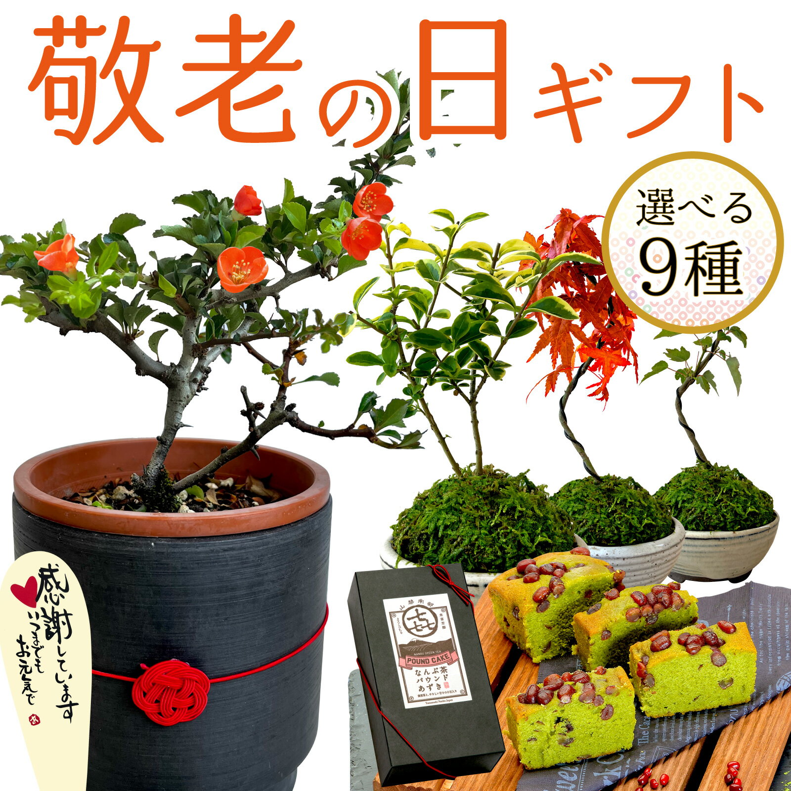 ＼早割ラスト5日まで！／ 敬老の日 プレゼント ギフト ミニ盆栽 孫 長寿梅 ヤマモミジなど選べる9種 パウンドケーキスイーツセット 鉢植え 花鉢 定番 人気 期間限定 おしゃれ かわいい 敬老の日プレゼント 送料無料 スイーツ お菓子 洋菓子 伊豆村の駅のサムネイル