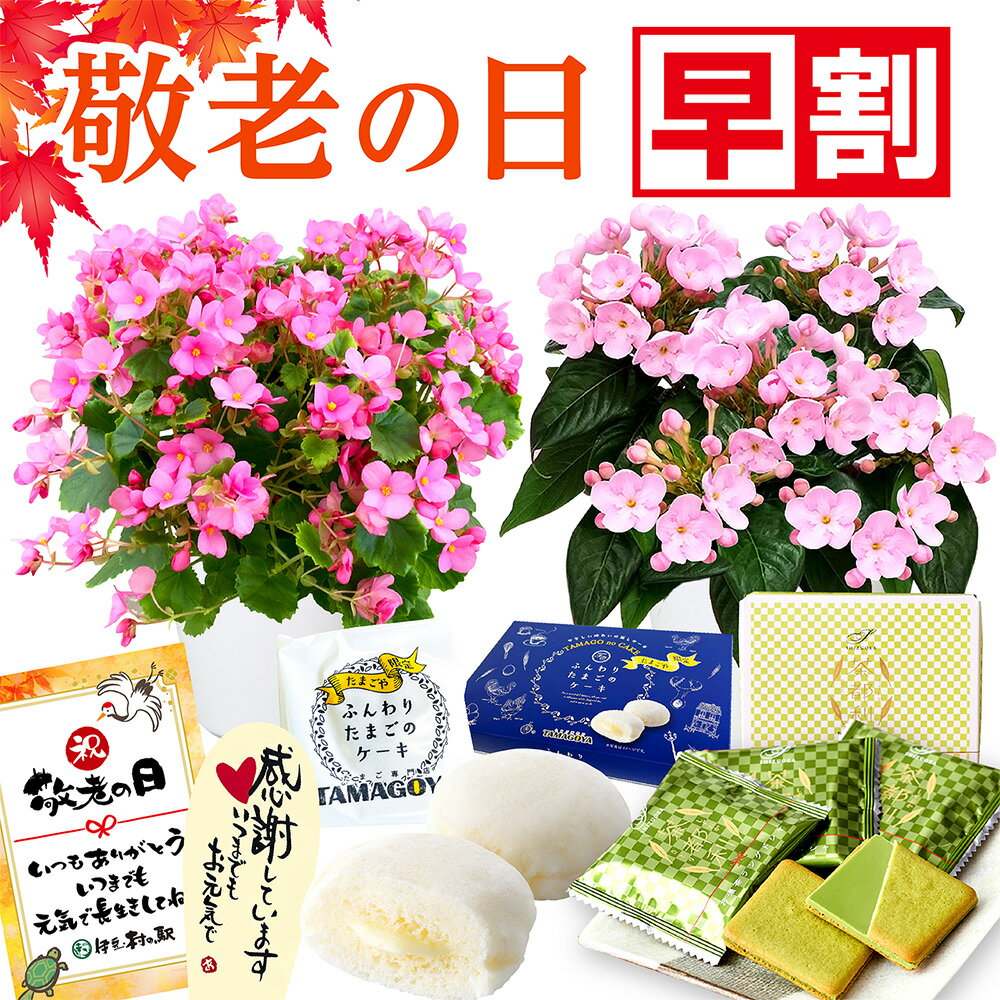 ＼今の早割9/1まで！／ 敬老の日プレゼント 敬老の日ギフト 花 選べる鉢花 花とスイーツset ベゴニア におい桜 花 鉢植え 花鉢 孫 スイーツセット 敬老の日