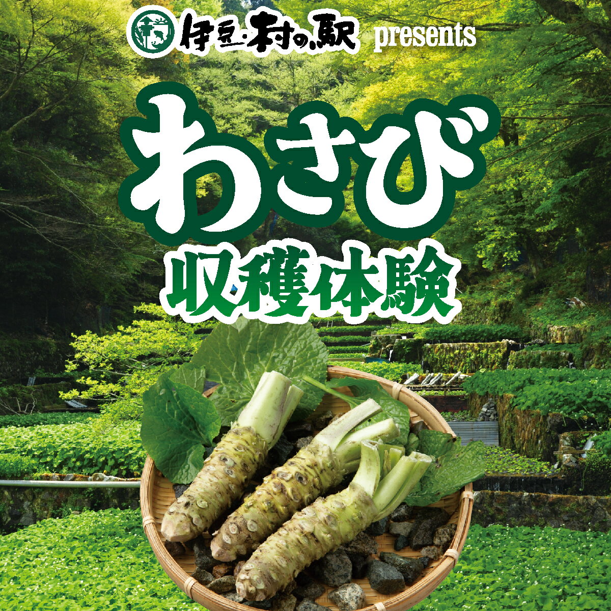 【イベントチケット】 伊豆村の駅 わさび収穫体験 お食事・お土産付き 1組様チケット