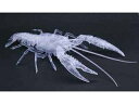 Fujimi フジミ模型 いきもの編 アメリカザリガニ(透明) 自由研究24EX-3