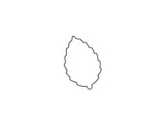 KANDA カンダ たかもりの生抜 木の葉 中 #1