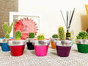 かわいい !オシャレ !煌びやか!【金煌鉢 7鉢 セット 販売】ミニ多肉植物 or ミニサボテン が選べます!! 金箔 銀箔 サボテン 多肉植物 ミニサイズ イ...