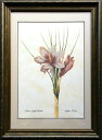 Pealimo インテリア 絵画 植物 ピエール ジョゼフ ルドゥーテ 『Saffron Crocus』ボタニカルアート 植物画 絵画 クラシカル42cm×31cm花額絵 額装品 Pierre Joseph Redoute 植物 花 額縁 レトロ 花絵 フレーム ルデューテ 額入り ポスター おしゃれ 工芸品 クラフト