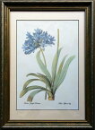 pealimo インテリア 絵画 植物 ピエール ジョゼフ ルドゥーテ ボタニカルアート 植物画 『Blue African Lily』42cm×31cm花額絵 額装品 Pierre Joseph Redoute 植物 花 額縁 レトロ 花絵 フレーム ルデューテ 額入り ポスター おしゃれ 工芸品 クラフト