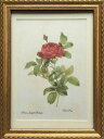 Pealimo インテリア 絵画 植物 バラ 薔薇 ピエール ジョゼフ ルドゥーテ 『red rose』Mサイズ 3サイズシリーズ 34cm×約25cm花額絵 額装品 Pierre Joseph Redoute ボタニカルアート 植物画 花 額縁 フレーム ルデューテ 額入り ポスター おしゃれ 工芸品 クラフト