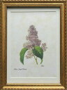 Pealimo インテリア 絵画 植物 ピエール ジョゼフ ルドゥーテ Mサイズ『Lilac』花額絵 額装品 Pierre Joseph Redoute 花 額縁 レトロ 花絵 フレーム ボタニカルアート ルデューテ インテリア 額入り ポスター おしゃれ オシャレ 工芸品 クラフト