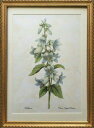 Pealimo インテリア 絵画 植物 ピエール ジョゼフ ルドゥーテ Lサイズ『Bellflower』花額絵 額装品 Pierre Joseph Redoute 花 額縁 レトロ 花絵 フレーム ボタニカルアート ルデューテ インテリア 額入り ポスター おしゃれ オシャレ 工芸品 クラフト