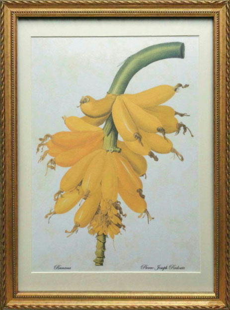 Pealimo インテリア 絵画 植物 ピエール ジョゼフ ルドゥーテ 『Banana』Lサイズ ボタニカルアート 3サイズシリーズ 46cm×33cm花 絵 額装品 植物画 花 額縁 レトロ 花絵 フレーム ルデューテ 額入り ポスター おしゃれ 工芸品 クラフト