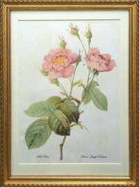 一番上質人気物 3サイズ シリーズ Lサイズ ボタニカルアート 高品質複製版 インテリア 絵画 植物 バラ 薔薇 植物画 ばら Pealimo インテリア 絵画 植物 バラ 薔薇 ピエール ジョゼフ ルドゥーテ Lサイズ ボタニカルアート 3サイズシリーズ 46cm 33cm Pale Rose 花 一番上質人気物 3サイズ シリーズ Lサイズ ボタニカルアート 高品質複製版 インテリア 絵画 植物 バラ 薔薇 植物画 ばら Pealimo インテリア 絵画 植物 バラ 薔薇 ピエール ジョゼフ ルドゥーテ Lサイズ ボタニカルアート 3サイズシリーズ 46cm 33cm Pale Rose 花
