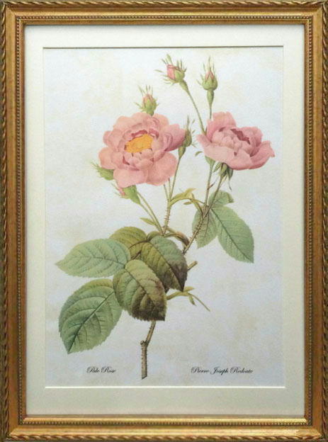 一番上質人気物 ３サイズ シリーズ Lサイズ ボタニカルアート 高品質複製版 インテリア 絵画 植物 バラ 薔薇 植物画 ばら Pealimo インテリア 絵画 植物 バラ 薔薇 ピエール ジョゼフ ルドゥーテ Lサイズ ボタニカルアート 3サイズシリーズ 46cm 33cm Pale Rose 花