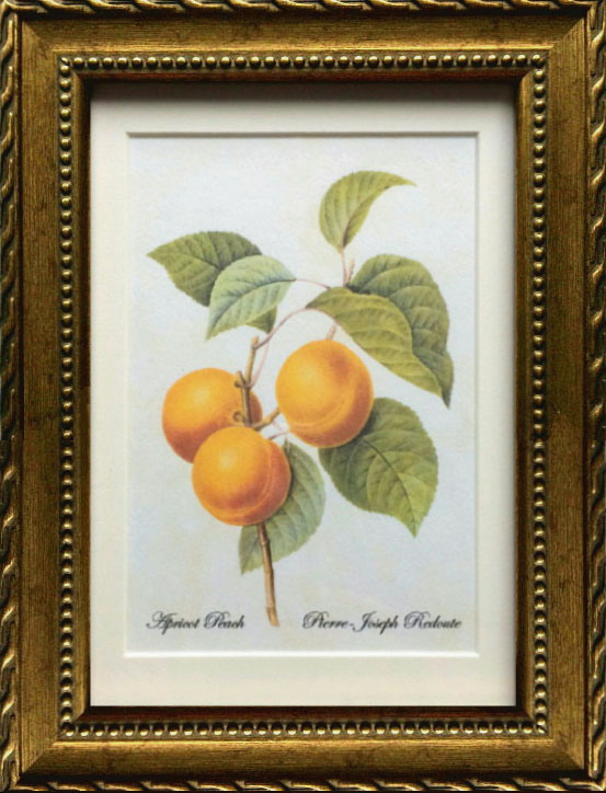 Pealimo インテリア 絵画 植物 ピエール ジョゼフ ルドゥーテ Sサイズ 3サイズシリーズ 『Apricot Peach』22cm×17cm 花 絵 額装品 ボタニカルアート 植物画 額縁 花絵 フレーム ルデューテ 額入り ポスター おしゃれ 工芸品 クラフト