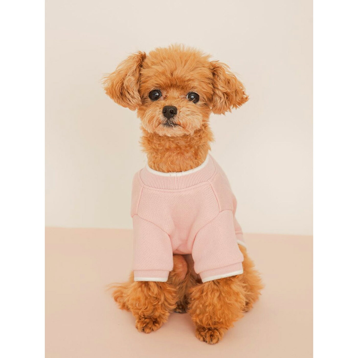 SALE20%OFF ジェラートピケ gelato pique CAT&DOG ロゴプリント裏毛プルオーバー pagg261585 ジェラピケ ドッグウェア ルームウェア 部屋着 犬用 ギフト プレゼント セレクトショップムー muselect-10110823 セレクトショップ ムー サンプル画像3