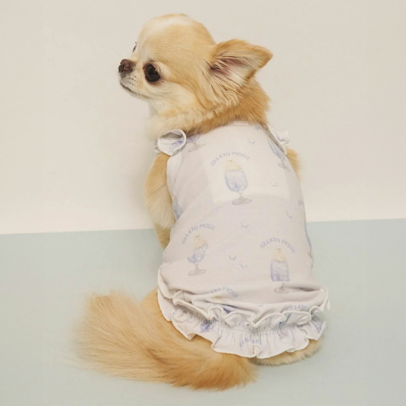 犬服 3S わんこの普段着　しろくま 倉敷天満屋店】わんこ服体験会(リボンタイ付きクールシャツ)