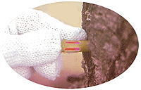 ケムシ対策 アメリカシロヒトリ モンクロシャチホコ マツカレハ プラタナスグンバイ駆除 GFオルトランカプセル ［0.6g×25個入］×4袋 樹幹打ち込み 樹幹注入剤 [北海道・沖縄・離島配送不可]