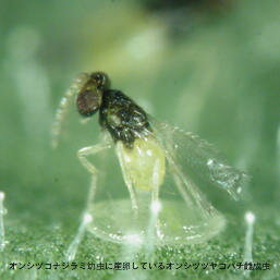 観葉植物に発生する虫10選 小さい害虫がわく原因は 対策 駆除方法もご紹介 暮らし の