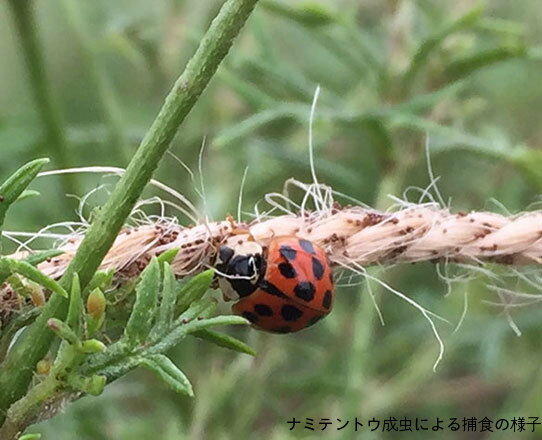 天敵用餌ひも 3