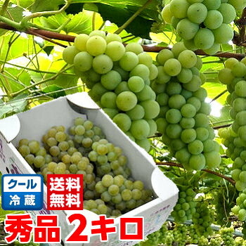 長野県産ゴールデンナイアガラ 秀品 約2kg一度食べたら独特な味と香りがクセになる♪北海道、沖縄は別途1,000円