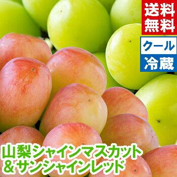 山梨県産 シャインマスカット＆サンシャインレッド 秀品 8月下旬からの発送となります！グルメ大賞「ブドウ部門」通算4度受賞!!北海道、沖縄は別途1,000円