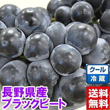 楽天市場】ブラックビート ぶどうの通販