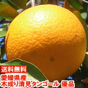 愛媛県産 木成り清見タンゴール 優品高級柑橘の生みの親になる優良品種!北海道、沖縄、一部離島は別途1,000円